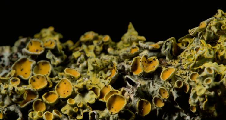 Close-up of Aspergillus mold colonies, yellow-green and powdery