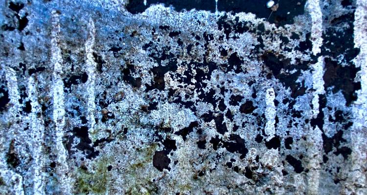 Visible black mold (Stachybotrys) growing on a water-damaged wall